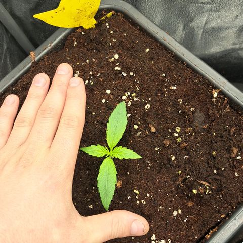 Wedding Cake WeedSeedShop growlog photo: Luftfeuchtigkeit: 66%
Temperatur: 22°c