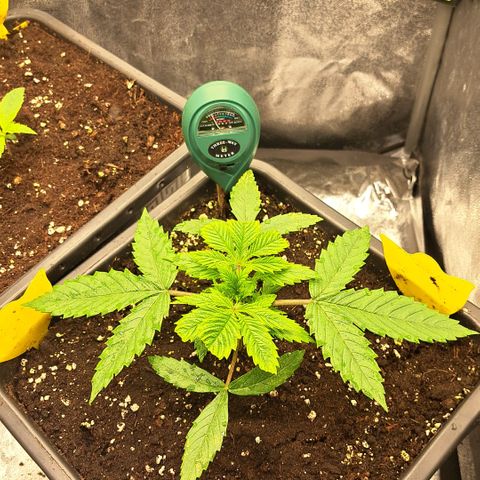 Wedding Cake WeedSeedShop growlog photo: Luftfeuchtigkeit: 66%
Temperatur: 22°c