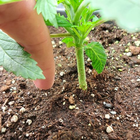 Wedding Cake WeedSeedShop growlog timeline photo