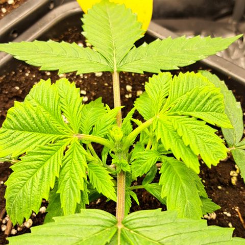 Wedding Cake WeedSeedShop growlog timeline photo
