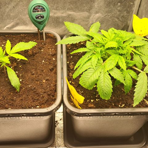 Wedding Cake WeedSeedShop growlog timeline photo