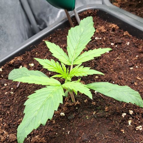 Wedding Cake WeedSeedShop growlog timeline photo