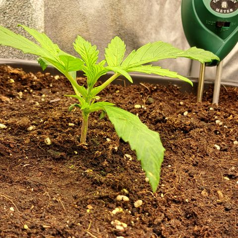 Wedding Cake WeedSeedShop growlog timeline photo