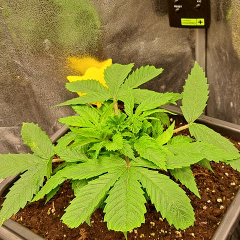 Wedding Cake WeedSeedShop growlog timeline photo