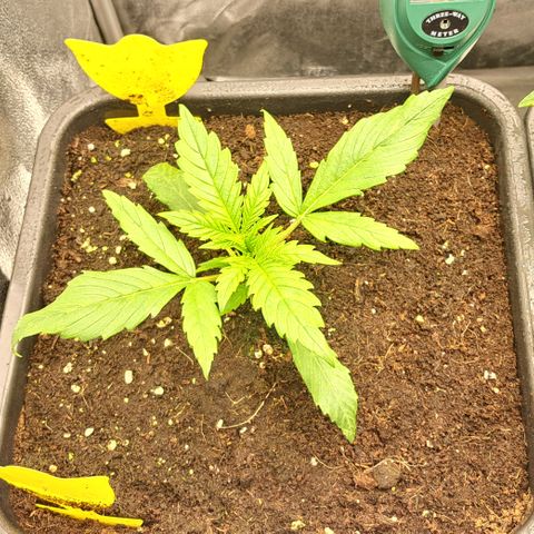 Wedding Cake WeedSeedShop growlog timeline photo