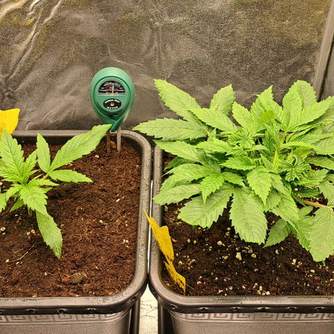 Wedding Cake WeedSeedShop growlog timeline photo