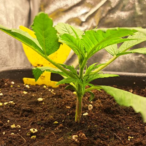 Wedding Cake WeedSeedShop growlog timeline photo