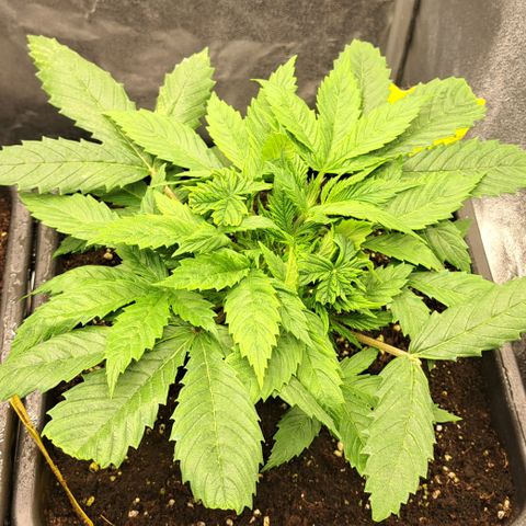 Wedding Cake WeedSeedShop growlog timeline photo