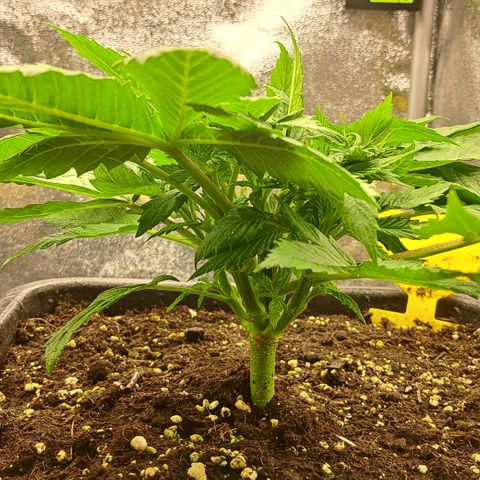 Wedding Cake WeedSeedShop growlog timeline photo
