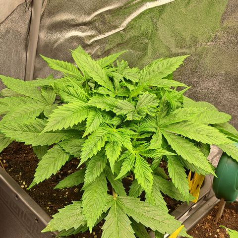 Wedding Cake WeedSeedShop growlog timeline photo