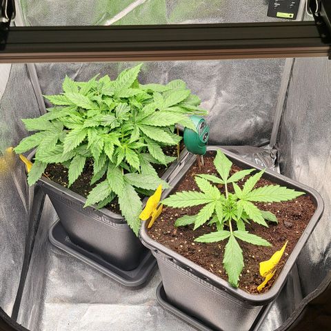 Wedding Cake WeedSeedShop growlog timeline photo