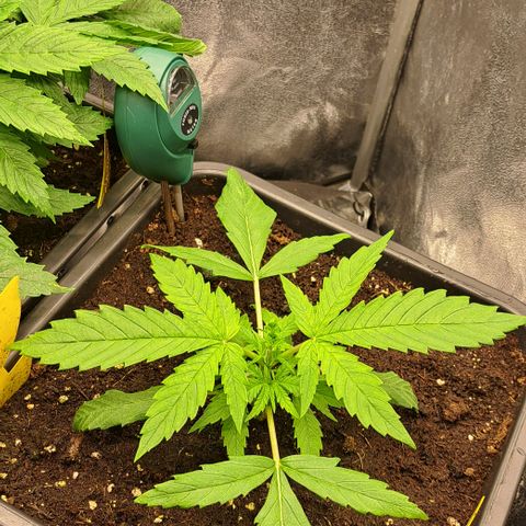 Wedding Cake WeedSeedShop growlog timeline photo