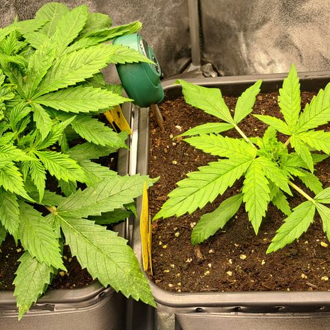 Wedding Cake WeedSeedShop growlog timeline photo