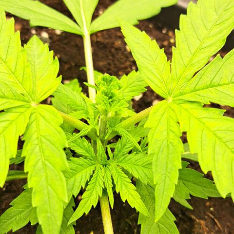 Wedding Cake WeedSeedShop growlog timeline photo