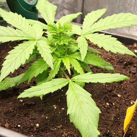 Wedding Cake WeedSeedShop growlog timeline photo