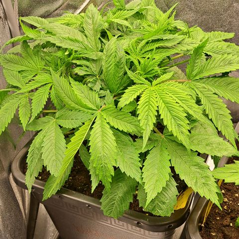 Wedding Cake WeedSeedShop growlog timeline photo