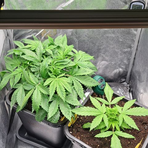 Wedding Cake WeedSeedShop growlog timeline photo