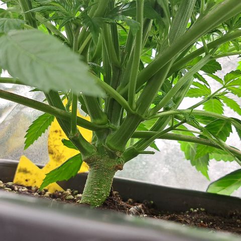 Wedding Cake WeedSeedShop growlog timeline photo