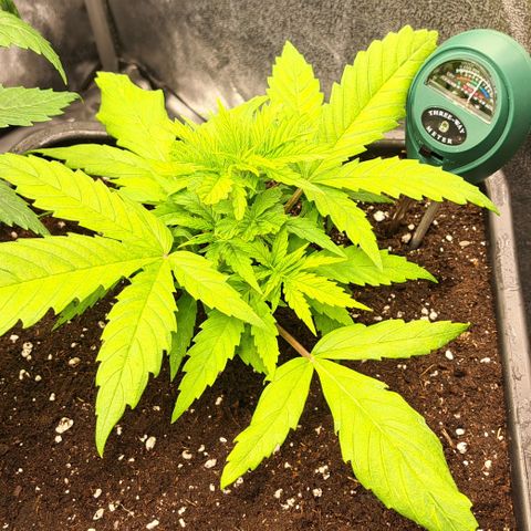 Wedding Cake WeedSeedShop growlog timeline photo