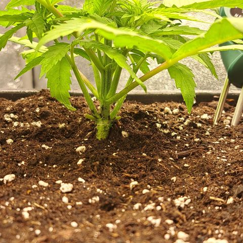 Wedding Cake WeedSeedShop growlog timeline photo