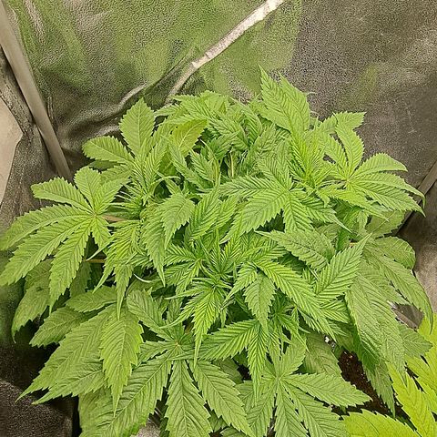 Wedding Cake WeedSeedShop growlog timeline photo