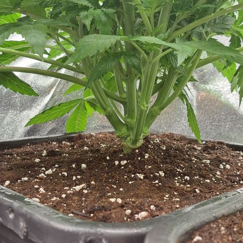 Wedding Cake WeedSeedShop growlog timeline photo