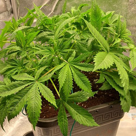 Wedding Cake WeedSeedShop growlog timeline photo