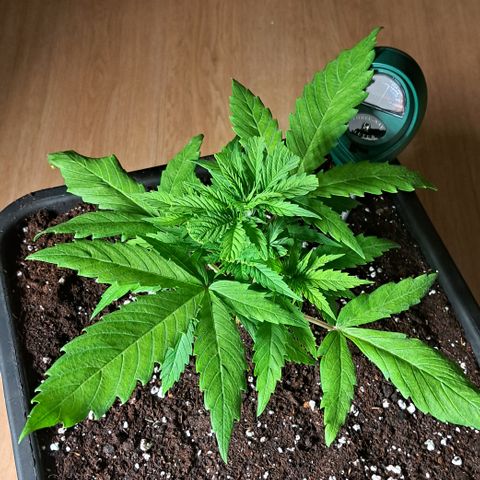 Wedding Cake WeedSeedShop growlog timeline photo