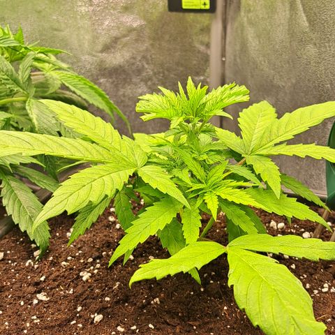 Wedding Cake WeedSeedShop growlog timeline photo