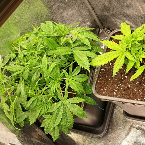 Wedding Cake WeedSeedShop growlog timeline photo