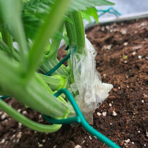 Wedding Cake WeedSeedShop growlog photo: Ast abgebrochen, wurde mit Klebeband und einem Stück Draht fixiert.