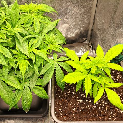 Wedding Cake WeedSeedShop growlog photo: Ast abgebrochen, wurde mit Klebeband und einem Stück Draht fixiert.