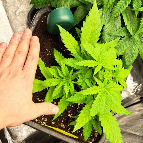 Wedding Cake WeedSeedShop growlog timeline photo
