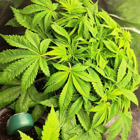 Wedding Cake WeedSeedShop growlog timeline photo