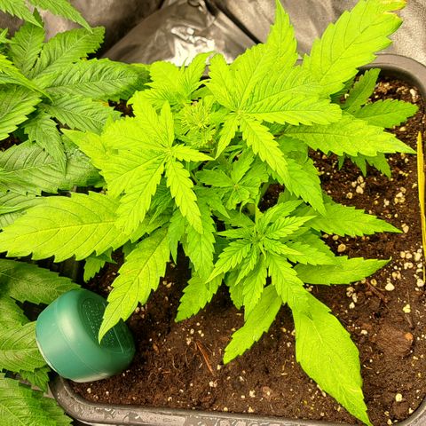 Wedding Cake WeedSeedShop growlog timeline photo