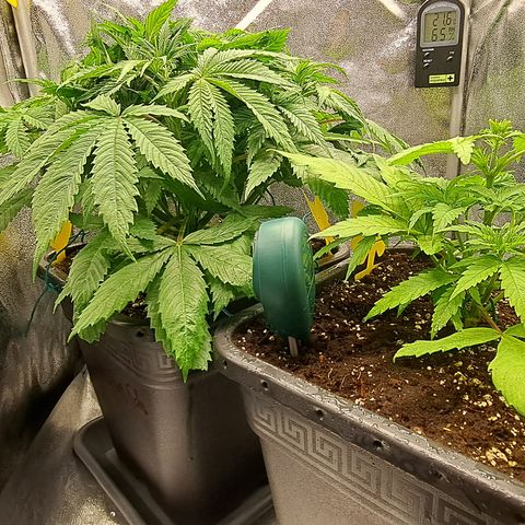 Wedding Cake WeedSeedShop growlog timeline photo