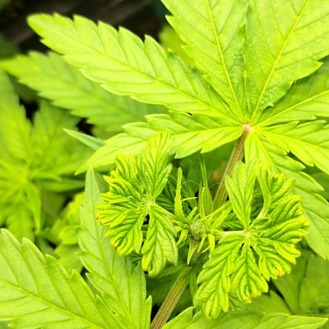 Royal Cheese RQS (Fast Flowering) growlog photo: 2. GETOPPT