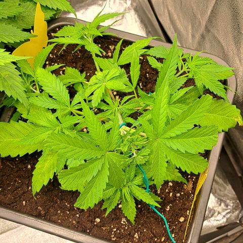 Royal Cheese RQS (Fast Flowering) growlog timeline photo