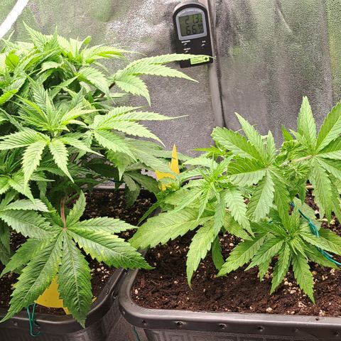 Wedding Cake WeedSeedShop growlog timeline photo