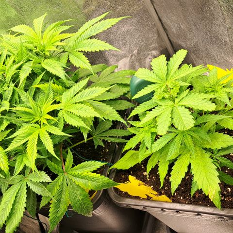 Wedding Cake WeedSeedShop growlog timeline photo