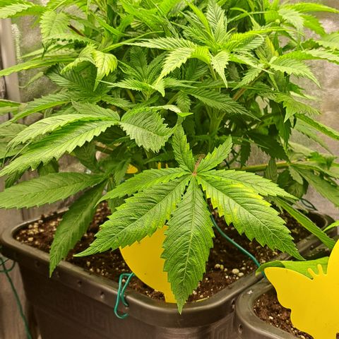 Wedding Cake WeedSeedShop growlog timeline photo