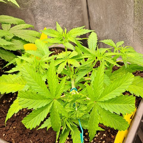 Royal Cheese RQS (Fast Flowering) growlog timeline photo
