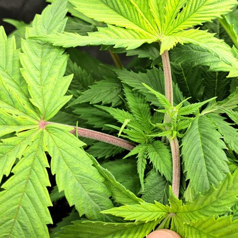 Wedding Cake WeedSeedShop growlog photo: 5. Mal getoppt