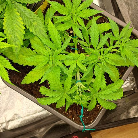 Wedding Cake WeedSeedShop growlog photo: 5. Mal getoppt