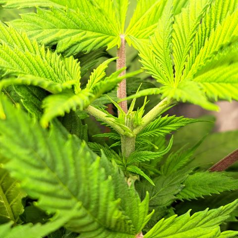 Wedding Cake WeedSeedShop growlog photo: 5. Mal getoppt