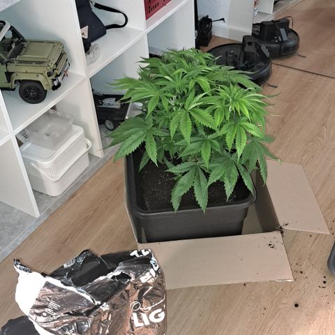 Wedding Cake WeedSeedShop growlog timeline photo