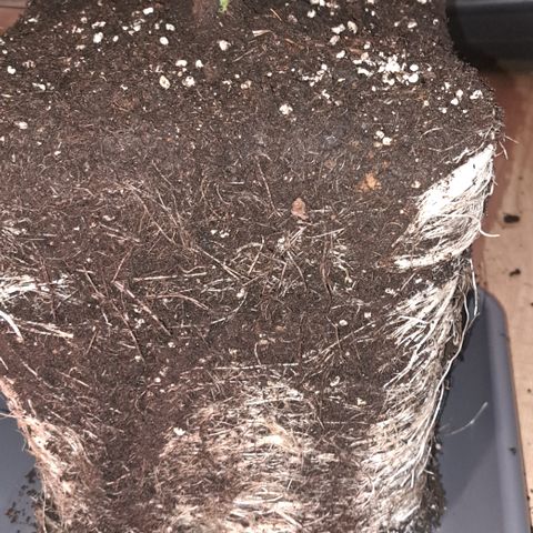Wedding Cake WeedSeedShop growlog timeline photo