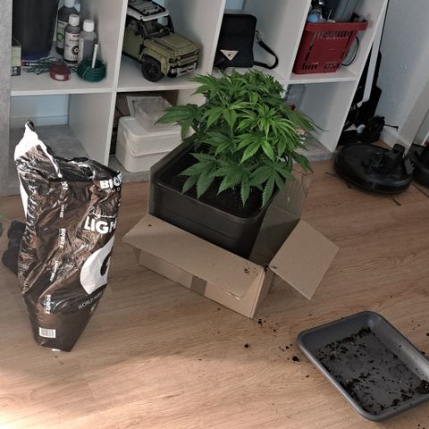 Wedding Cake WeedSeedShop growlog timeline photo