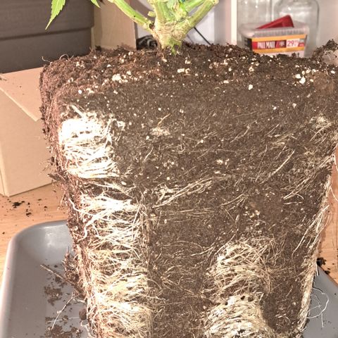 Wedding Cake WeedSeedShop growlog timeline photo