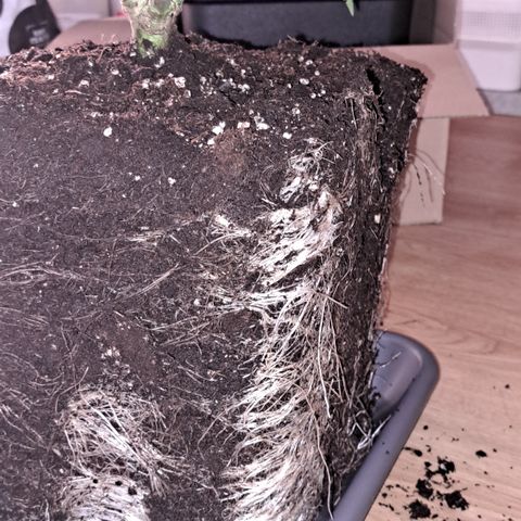 Wedding Cake WeedSeedShop growlog timeline photo